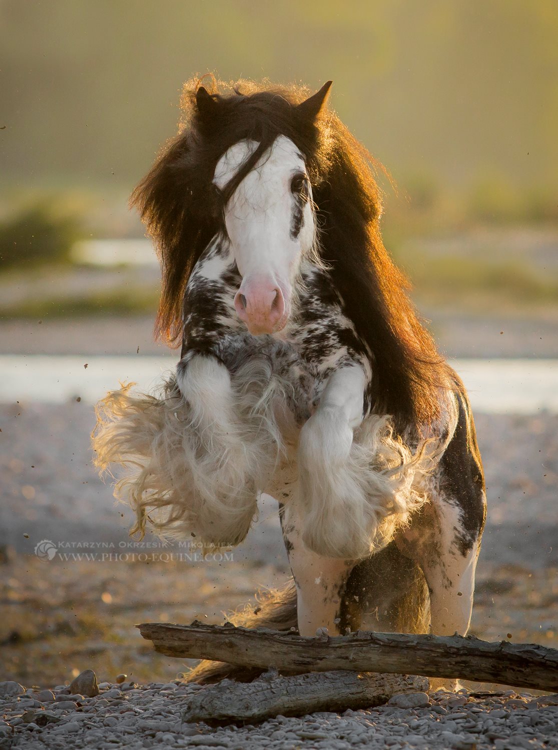 Lord Darius - Gypsy Horse